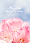 Fleurs &eacute;clatantes pour accueillir 2026
